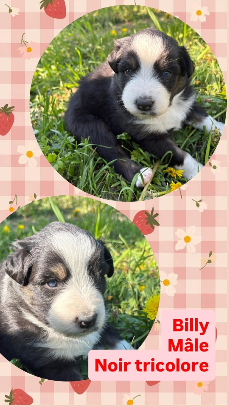 BILLY - Berger Australien