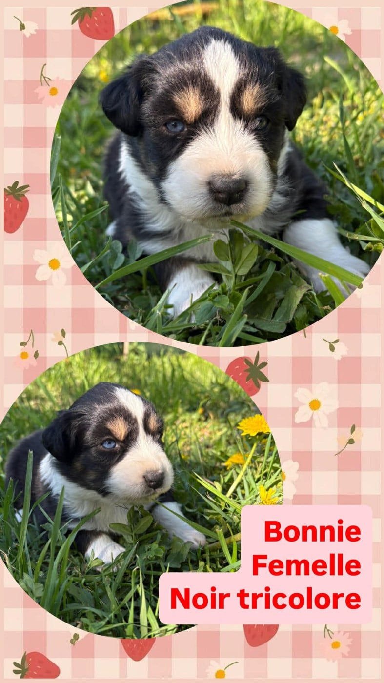 BONNIE - Berger Australien