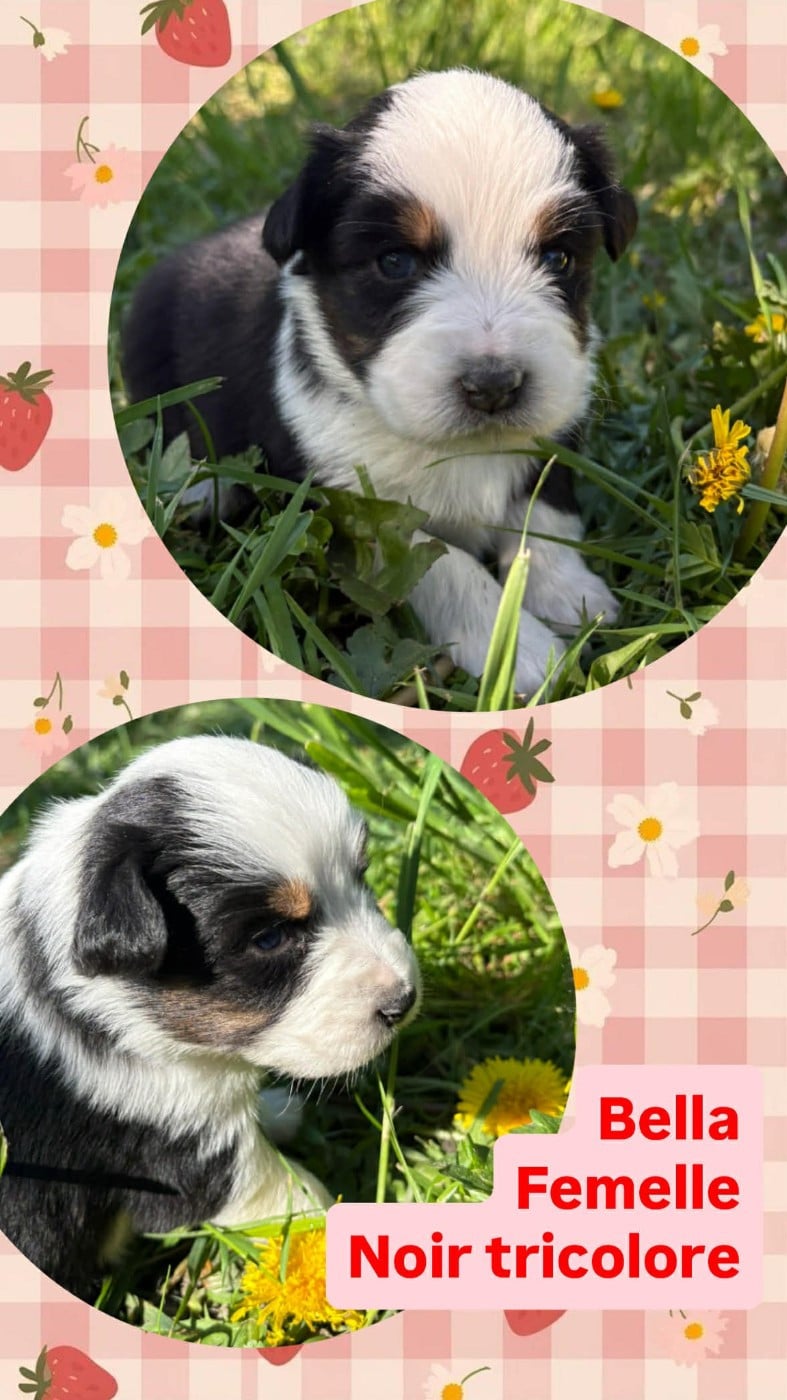 BELLA - Berger Australien