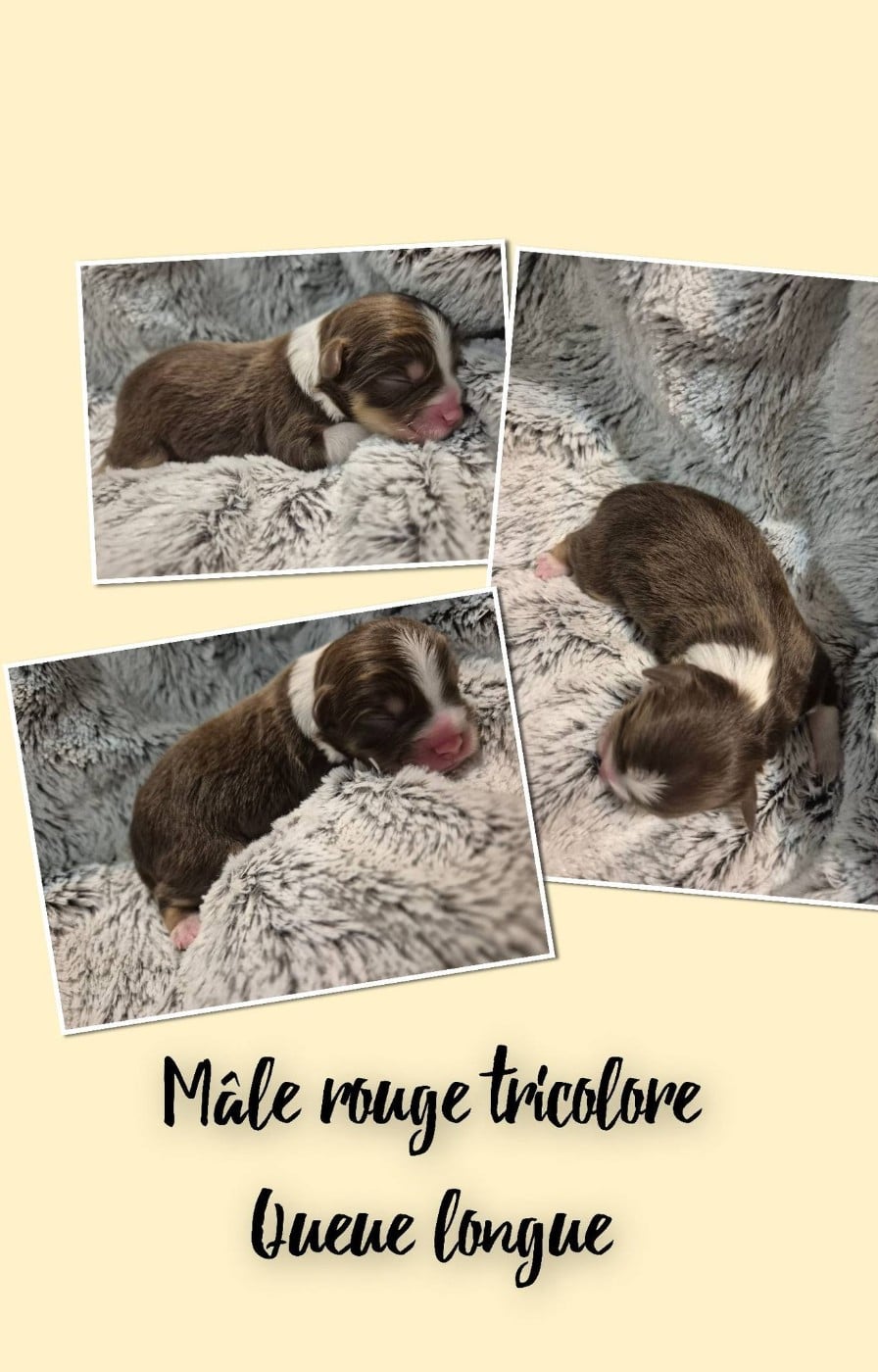 BEAU RUBIS - Berger Américain Miniature