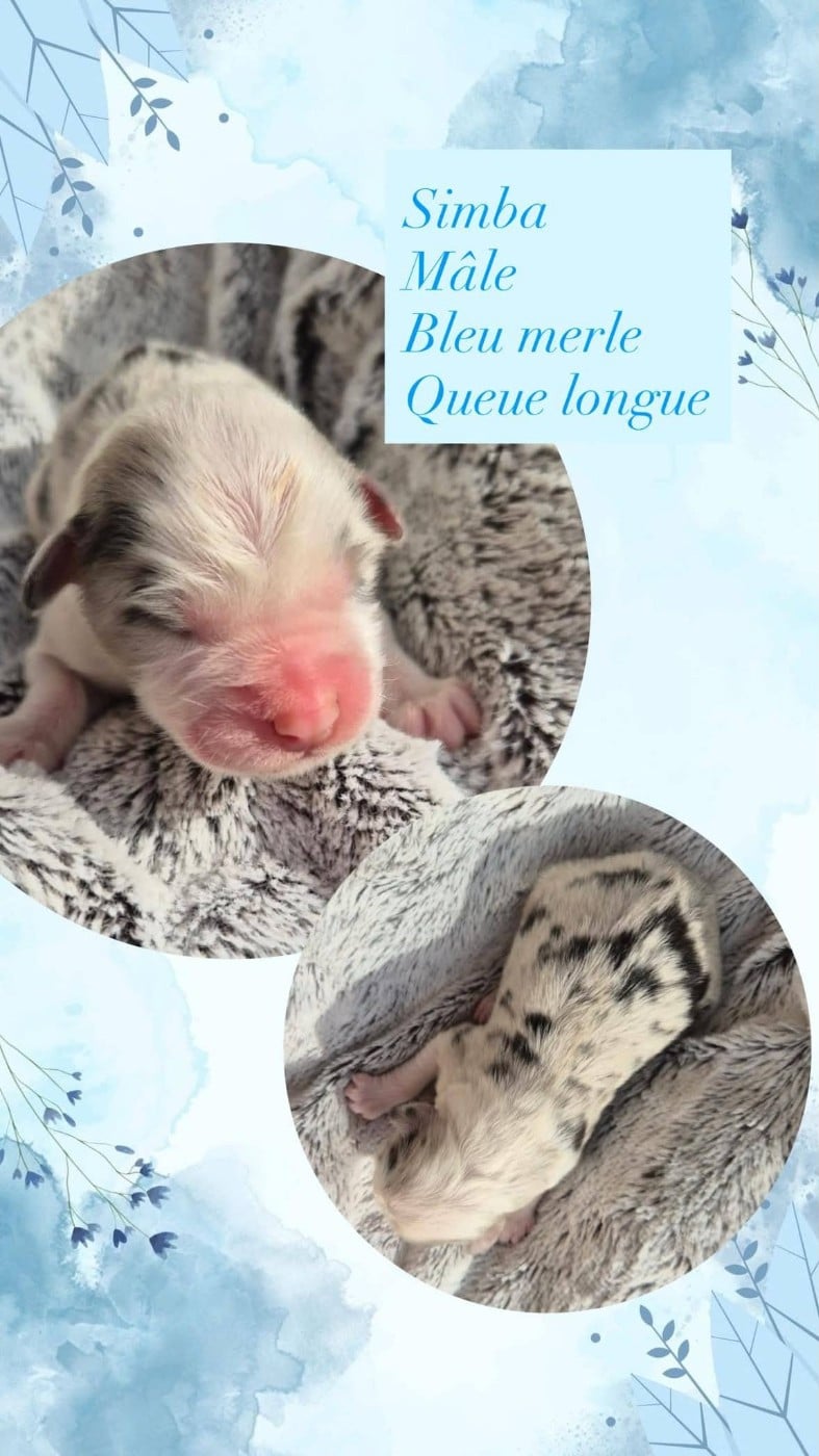 SIMBA - Berger Australien