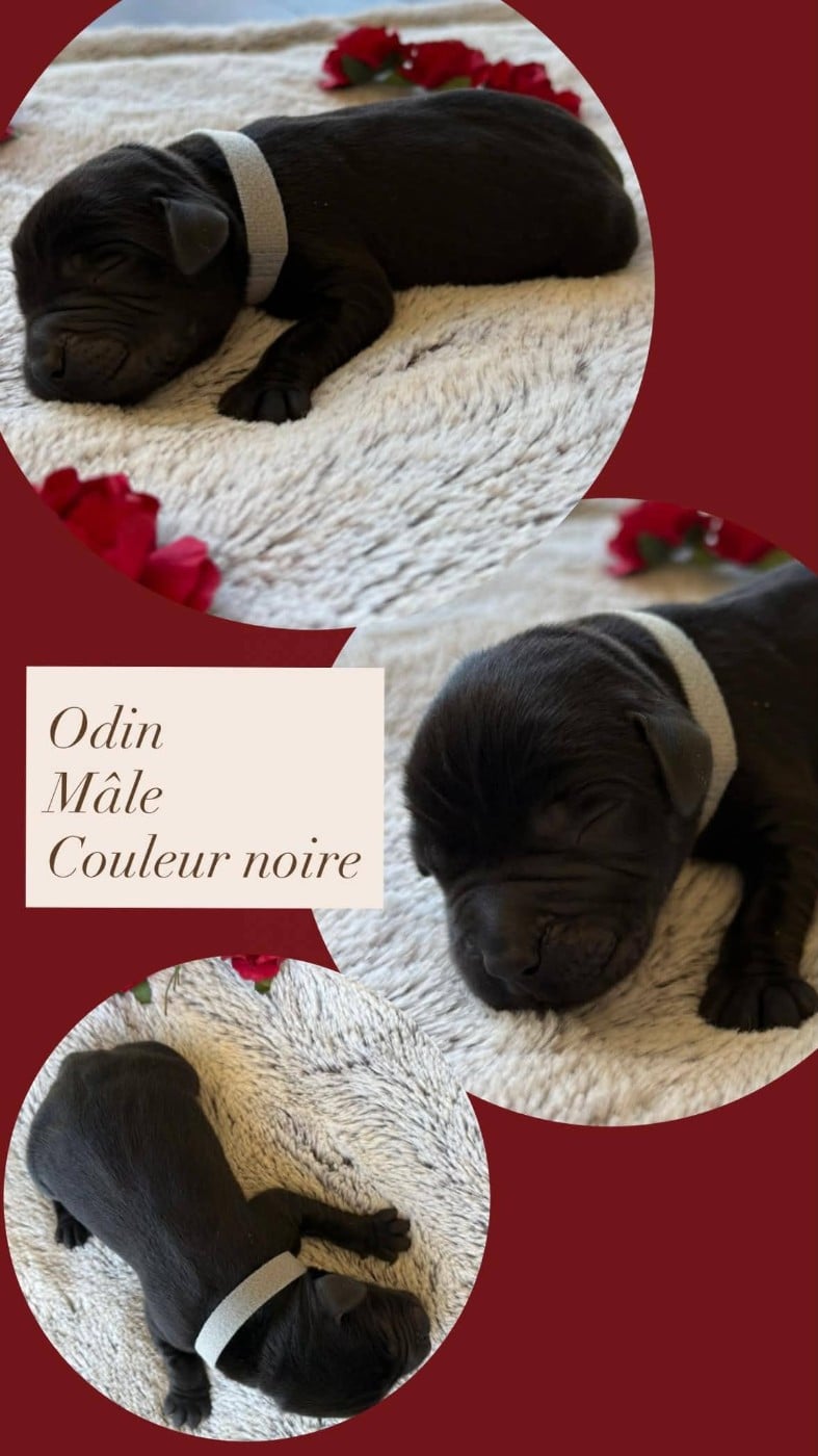 ODIN - Labrador Retriever
