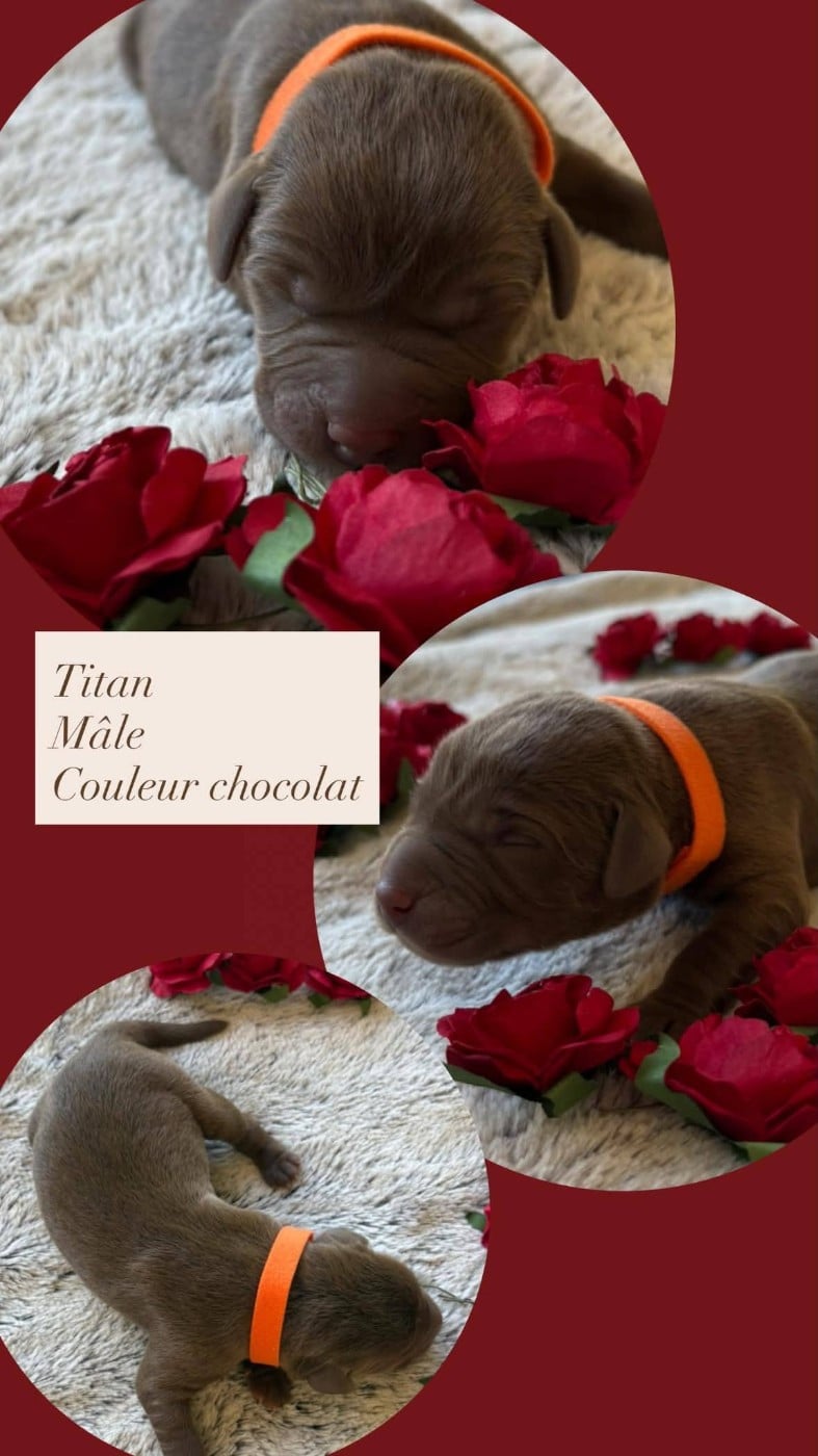 TITAN - Labrador Retriever