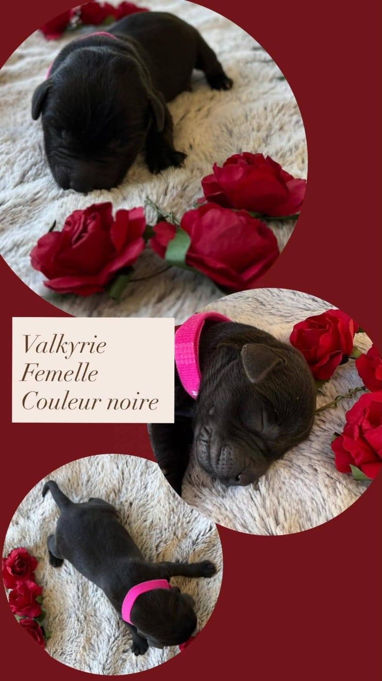 VALKYRIE - Labrador Retriever