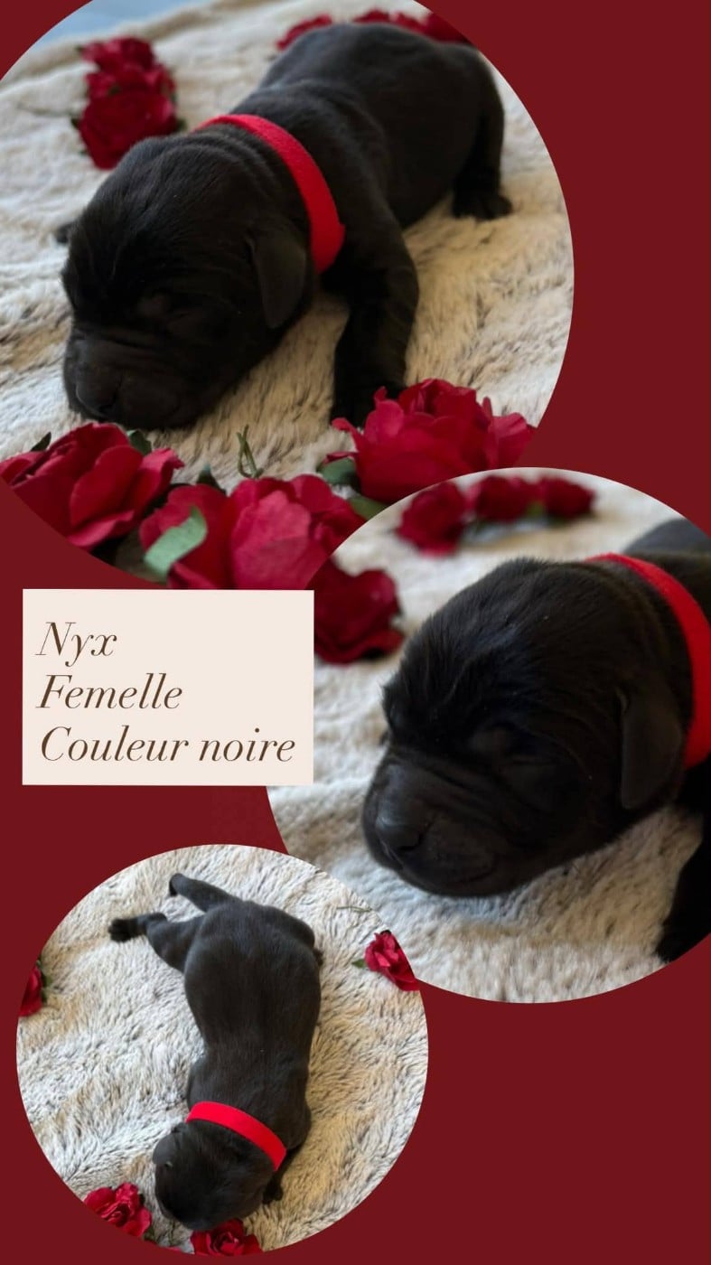 NYX - Labrador Retriever