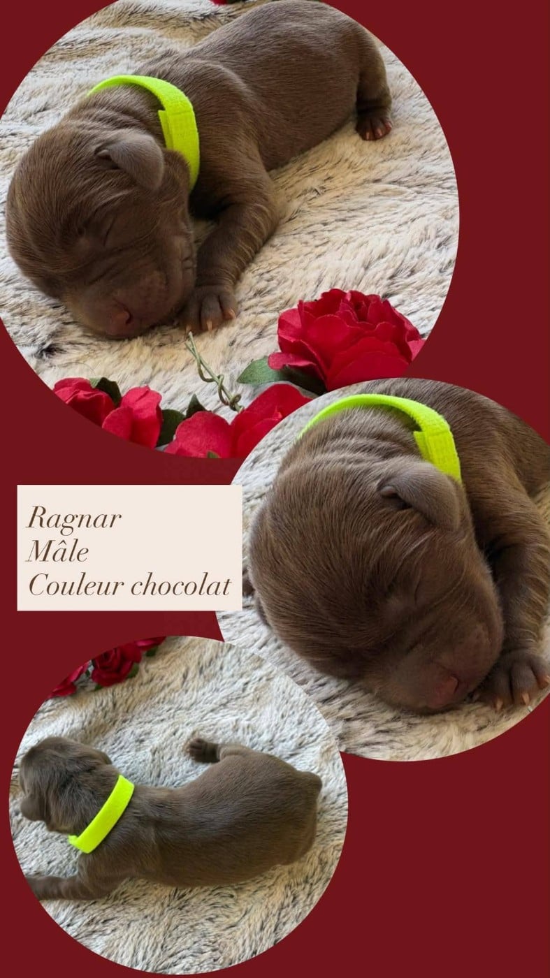 RAGNAR - Labrador Retriever