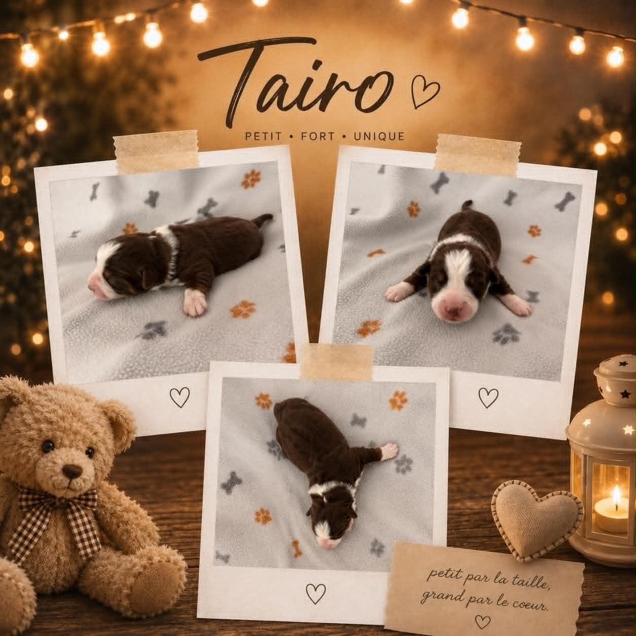 TAIRO - Berger Américain Miniature 