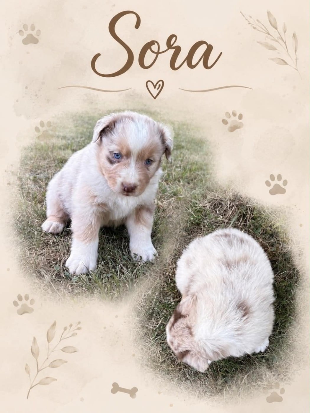 SORA - Berger Australien