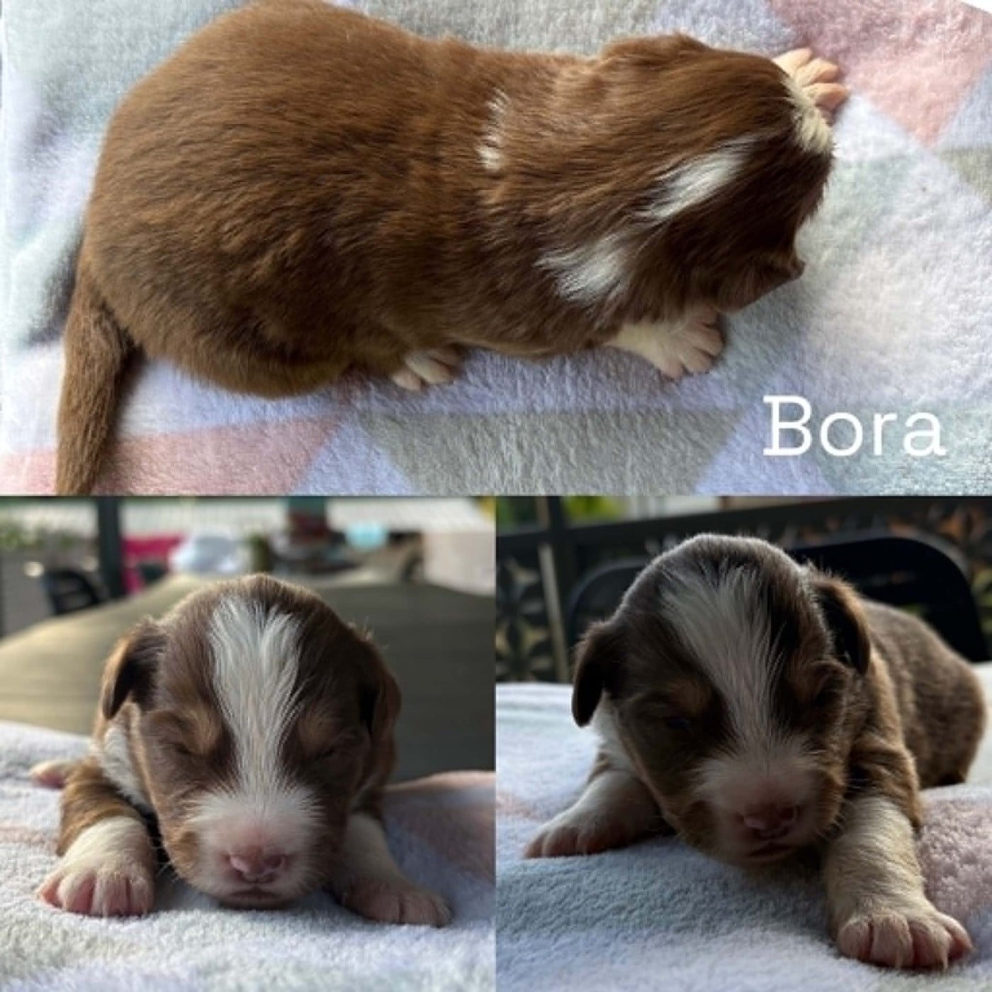 BORA - Berger Américain Miniature 