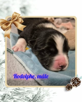 Les chiots de Berger Australien