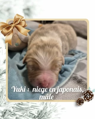 Les chiots de Berger Australien