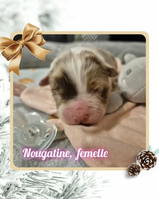 Les chiots de Berger Australien