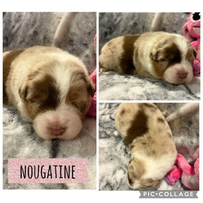 Les chiots de Berger Australien