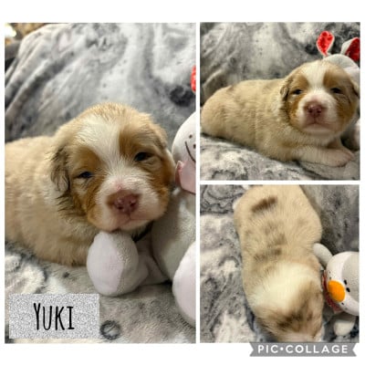 Les chiots de Berger Australien