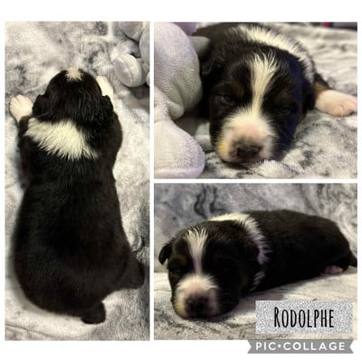 Les chiots de Berger Australien