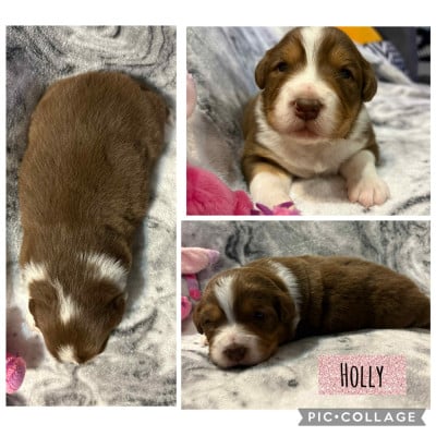 Les chiots de Berger Australien