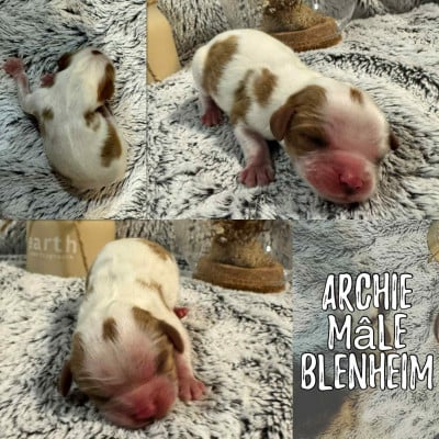 Les chiots de Cavalier King Charles Spaniel