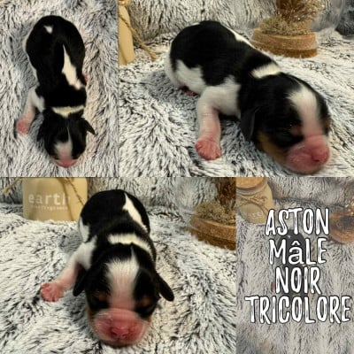 Les chiots de Cavalier King Charles Spaniel