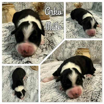 Les chiots de Berger Australien