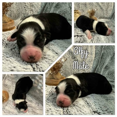 Les chiots de Berger Australien