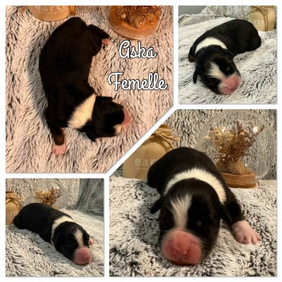 Les chiots de Berger Australien