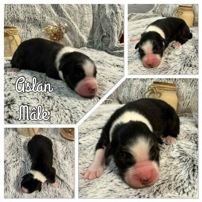 Les chiots de Berger Australien