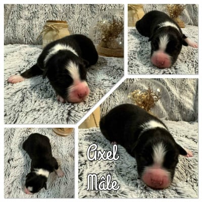 Les chiots de Berger Australien