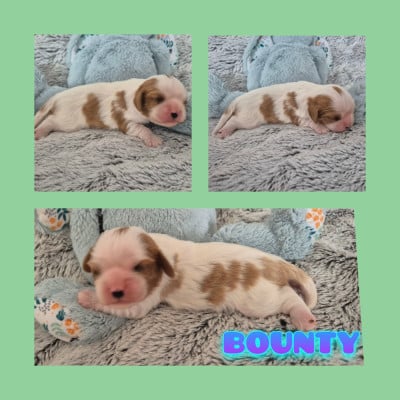 Les chiots de Cavalier King Charles Spaniel