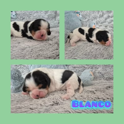 Les chiots de Cavalier King Charles Spaniel