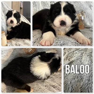 Les chiots de Berger Australien