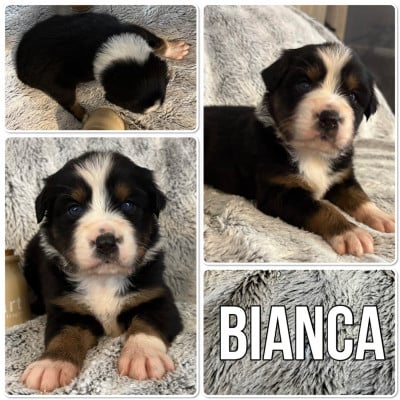 Les chiots de Berger Australien