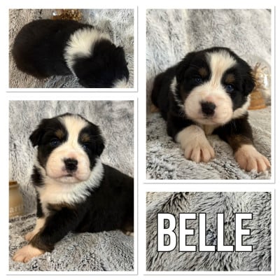 Les chiots de Berger Australien