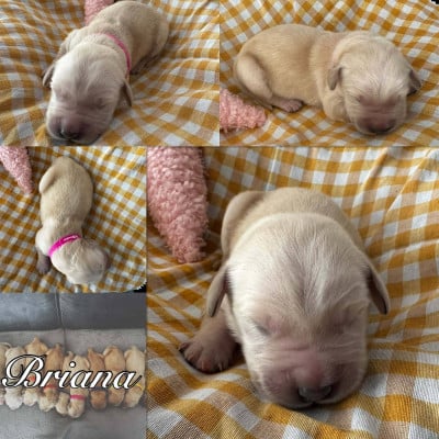 Les chiots de Golden Retriever