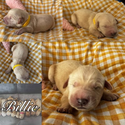 Les chiots de Golden Retriever