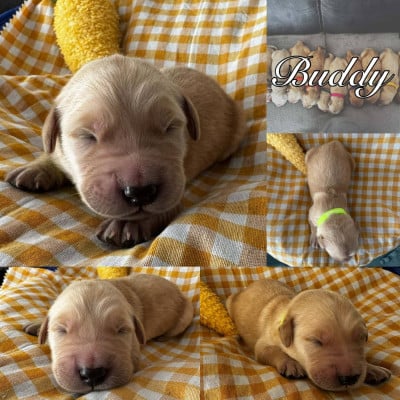 Les chiots de Golden Retriever