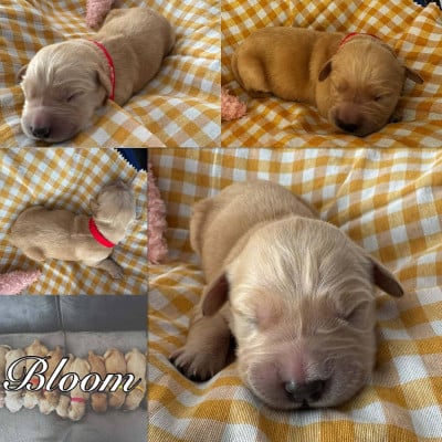 Les chiots de Golden Retriever