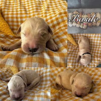 Les chiots de Golden Retriever