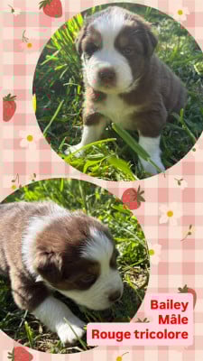 Les chiots de Berger Australien