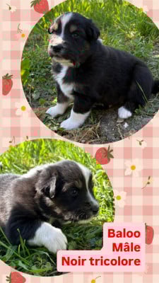 Les chiots de Berger Australien