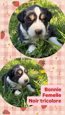 Les chiots de Berger Australien