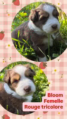 Les chiots de Berger Australien