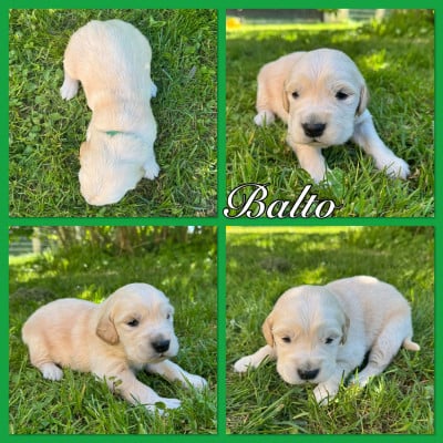 Les chiots de Golden Retriever