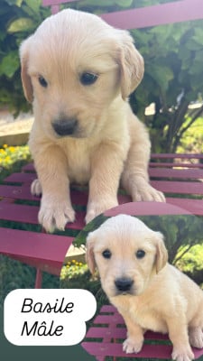 Les chiots de Golden Retriever