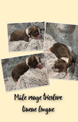 Les chiots de Berger Américain Miniature 