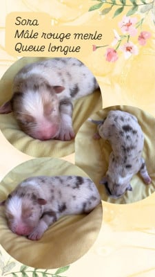 SORA - Berger Australien