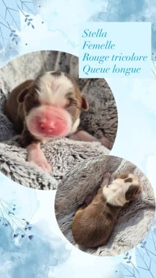 Les chiots de Berger Australien
