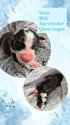 Les chiots de Berger Australien