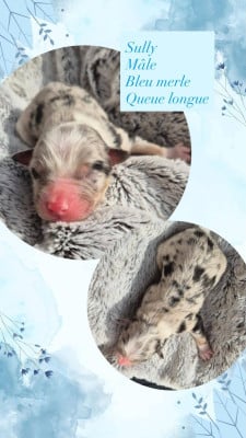 Les chiots de Berger Australien