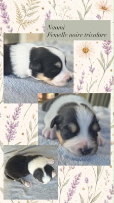 Les chiots de Berger Australien