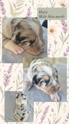 Les chiots de Berger Australien